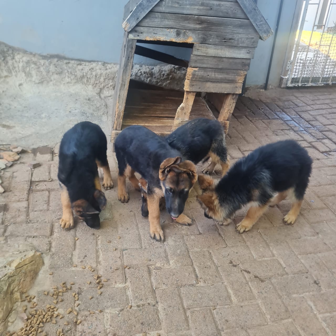 Pure breed German shepherd puppies for sale | Junk Mail Marketplace