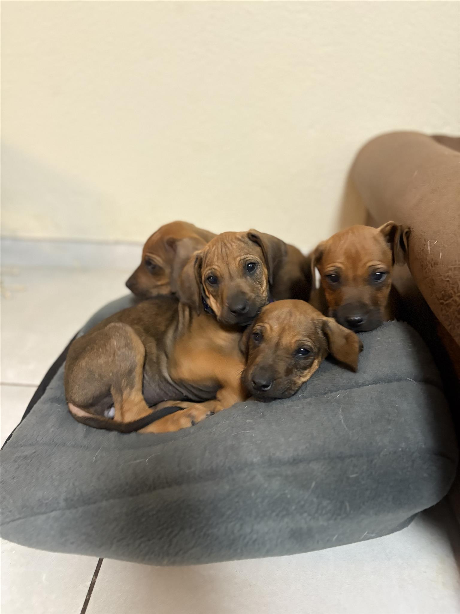 Rhodesian ridgeback puppies | Junk Mail Marketplace