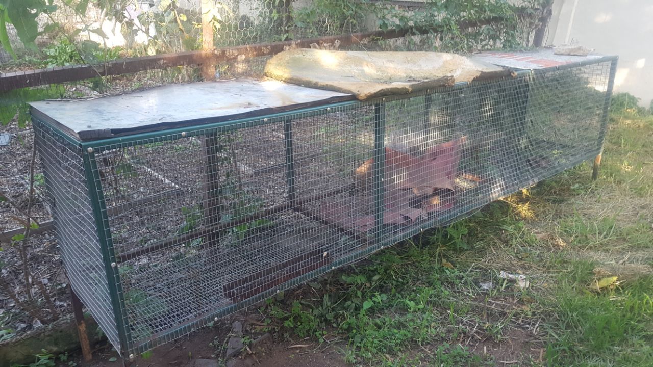 Rabbit cages