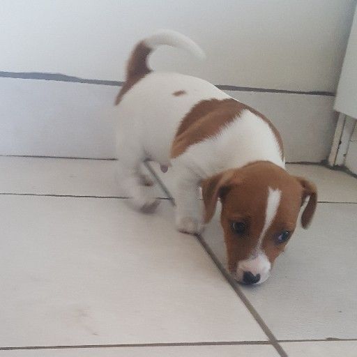 jack russell smooth