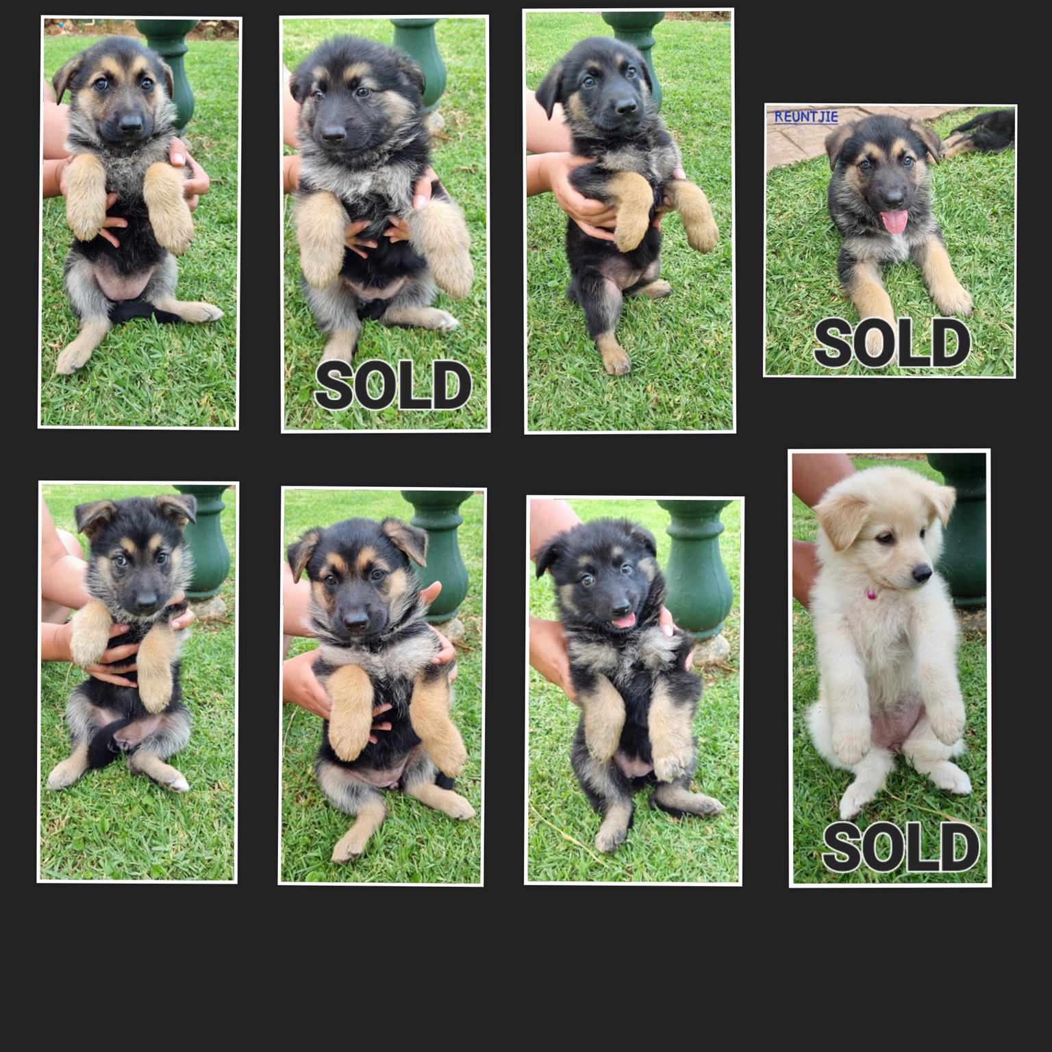 GERMAN SHEPHERD PUPPIES FOR SALE | Junk Mail Marketplace