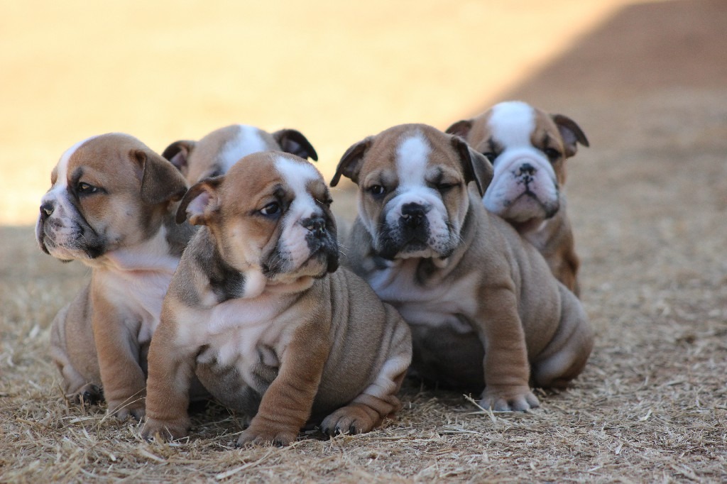 English Bulldog Puppies Available Junk Mail English Bulldog Puppies Available Junk Mail