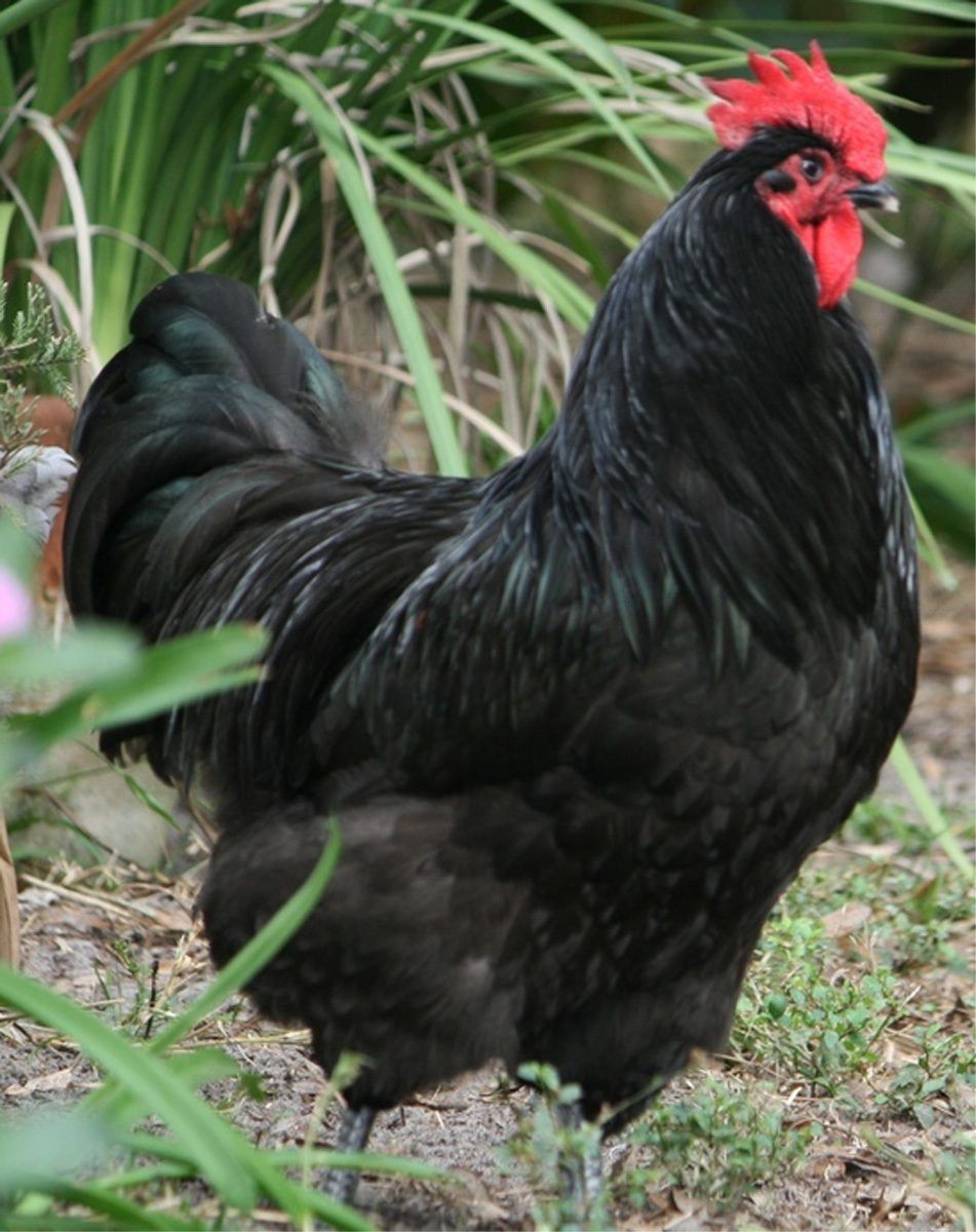 Black Australorp (Pullets) Junk Mail Marketplace