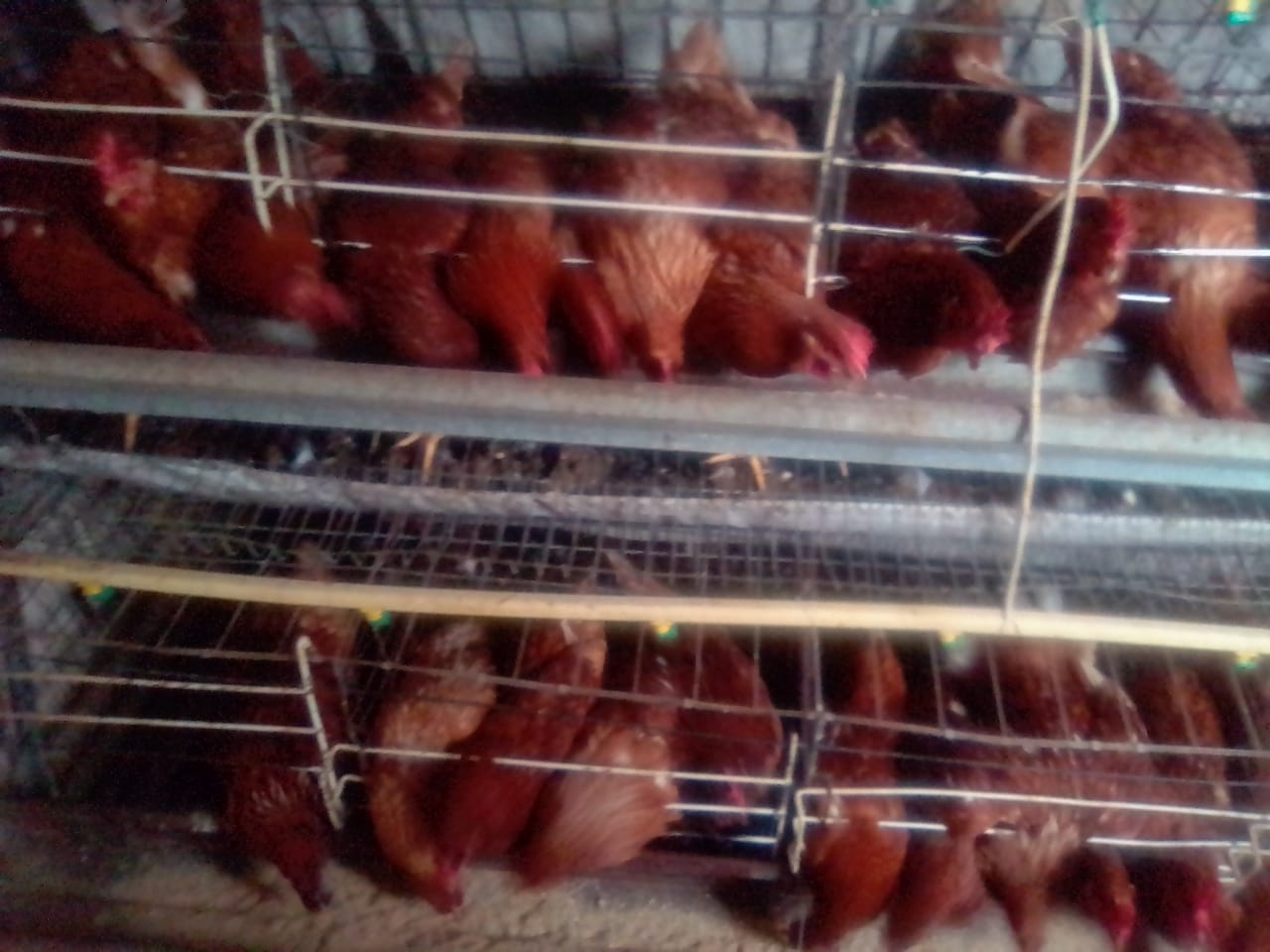 Layer cage with 197 (27 weeks old) Lohmann brown chickens. 