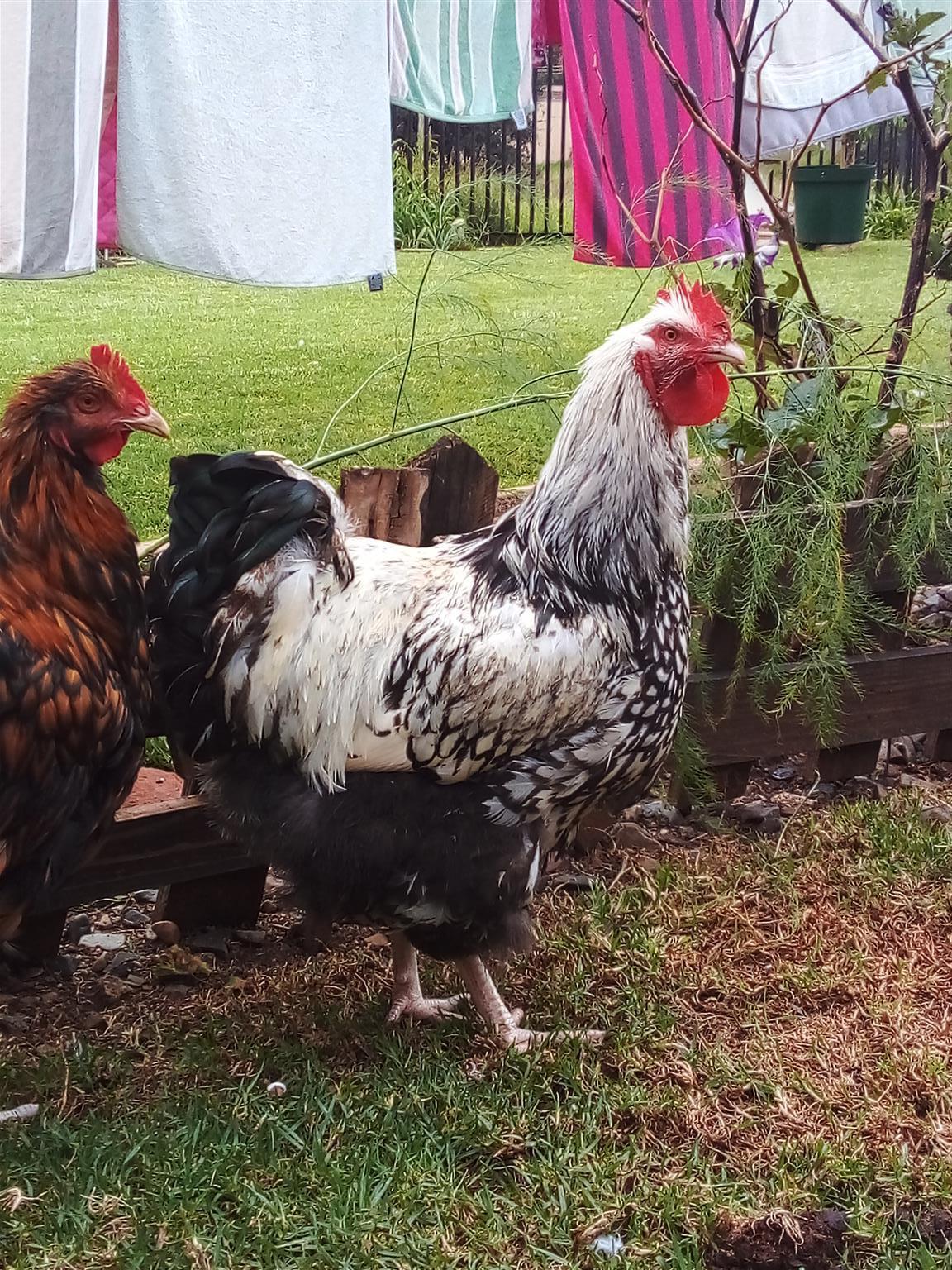 Orpington chickens for sale