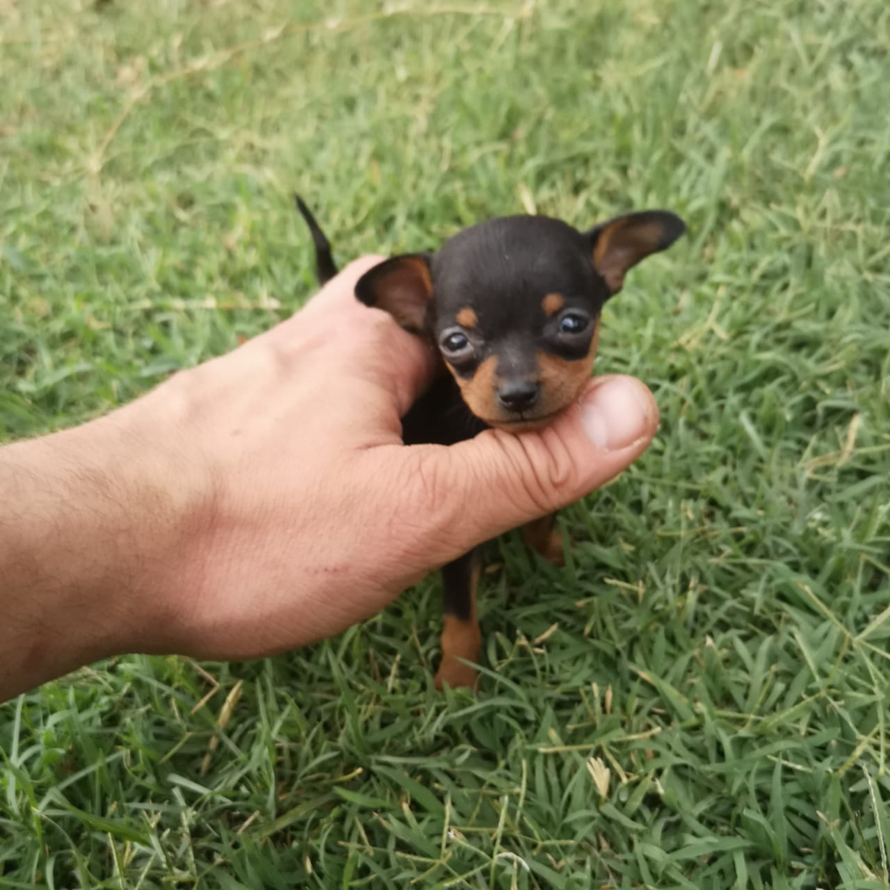 Miniature Doberman Pinscher Teacup Size Puppies | Junk Mail