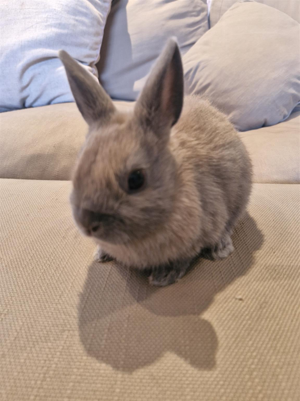 Purebred Male Netherland Dwarf Rabbit | Junk Mail