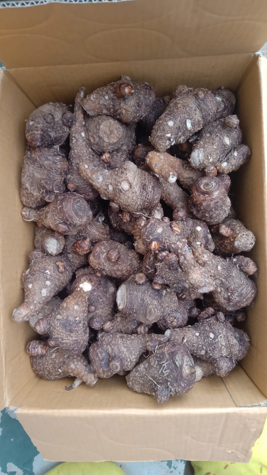 White Arum Lilly bulbs also known as Varkore | Junk Mail Marketplace
