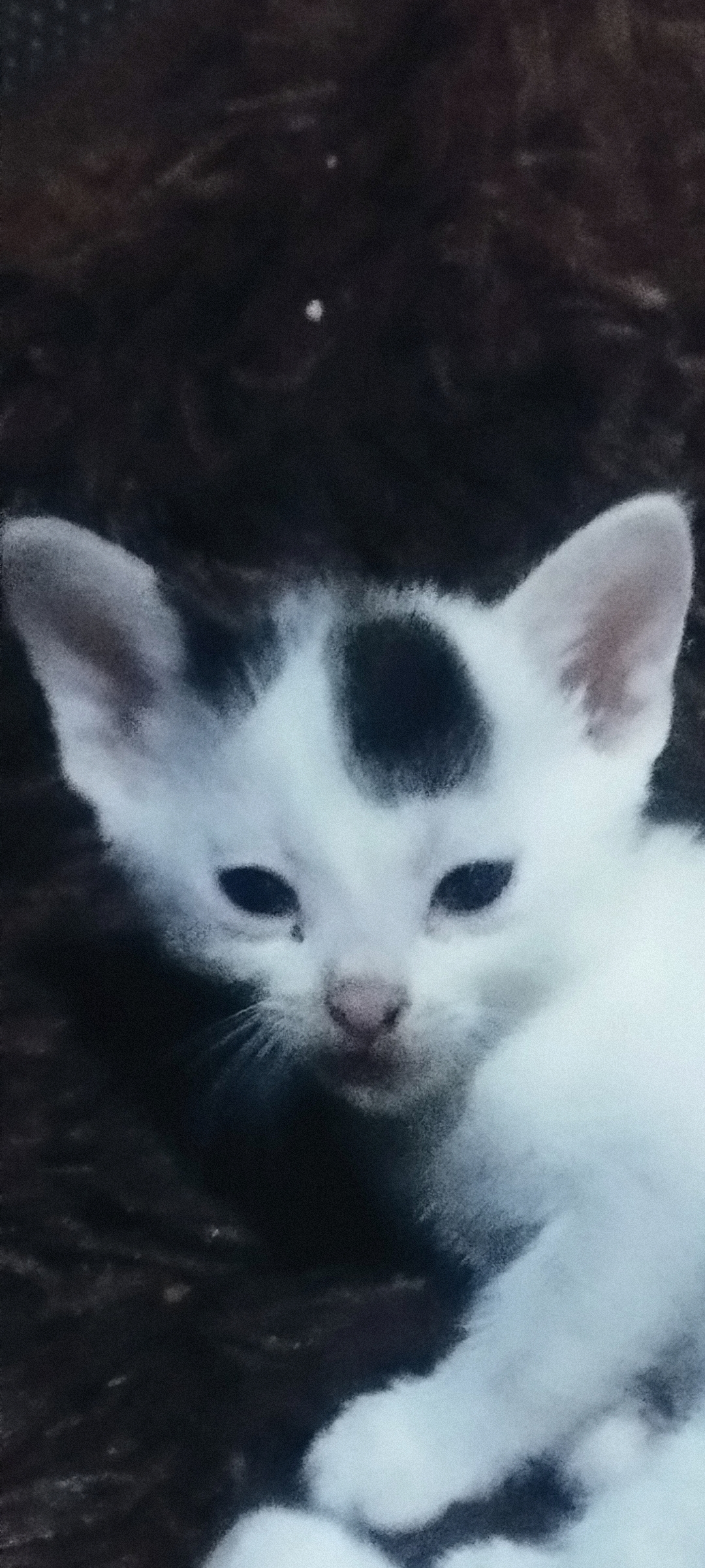 5 Beautiful tuxedo kittens for sale Junk Mail