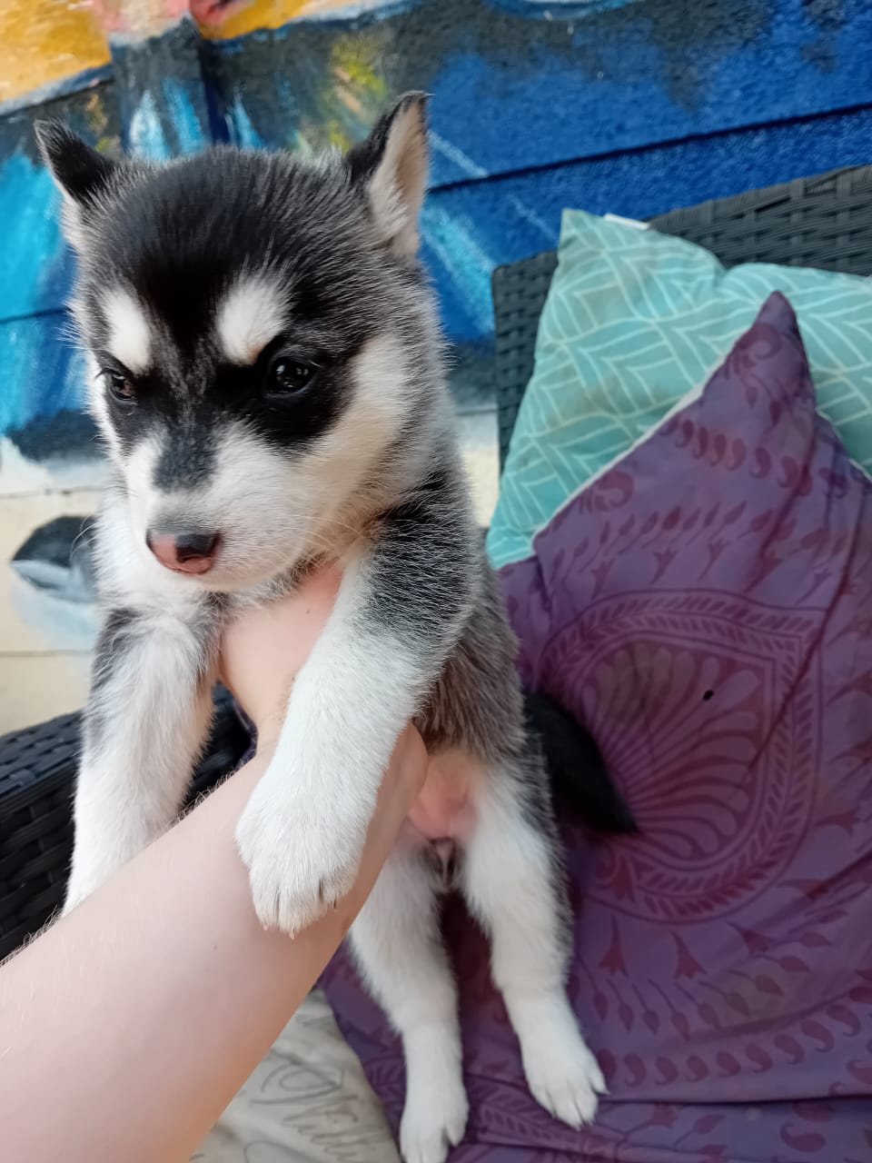 Siberian Huskies for sale , 4 females 2 with blue eyes ,2 brown and 1 blue/brown