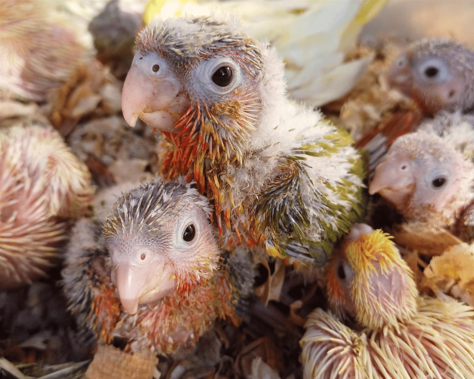 Hand reared Pineapple Conures Tame bird Junk Mail