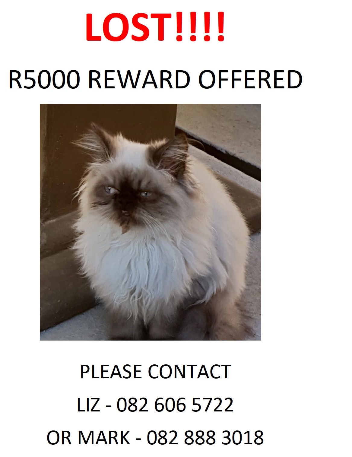 Lost, missing or stolen Persian Kitten