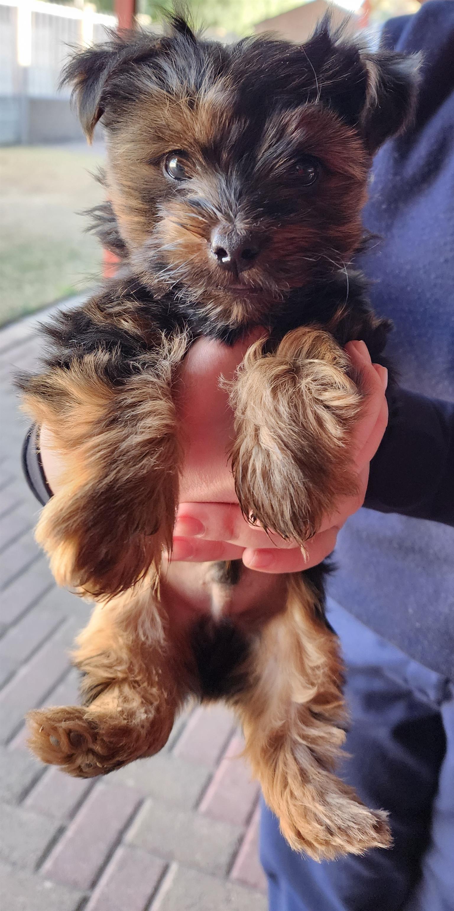 Yorkshire Terrier (Yorkie) puppy for sale | Junk Mail