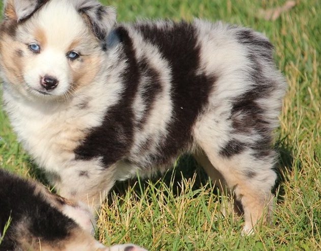 blue merle mini australian shepherd for sale