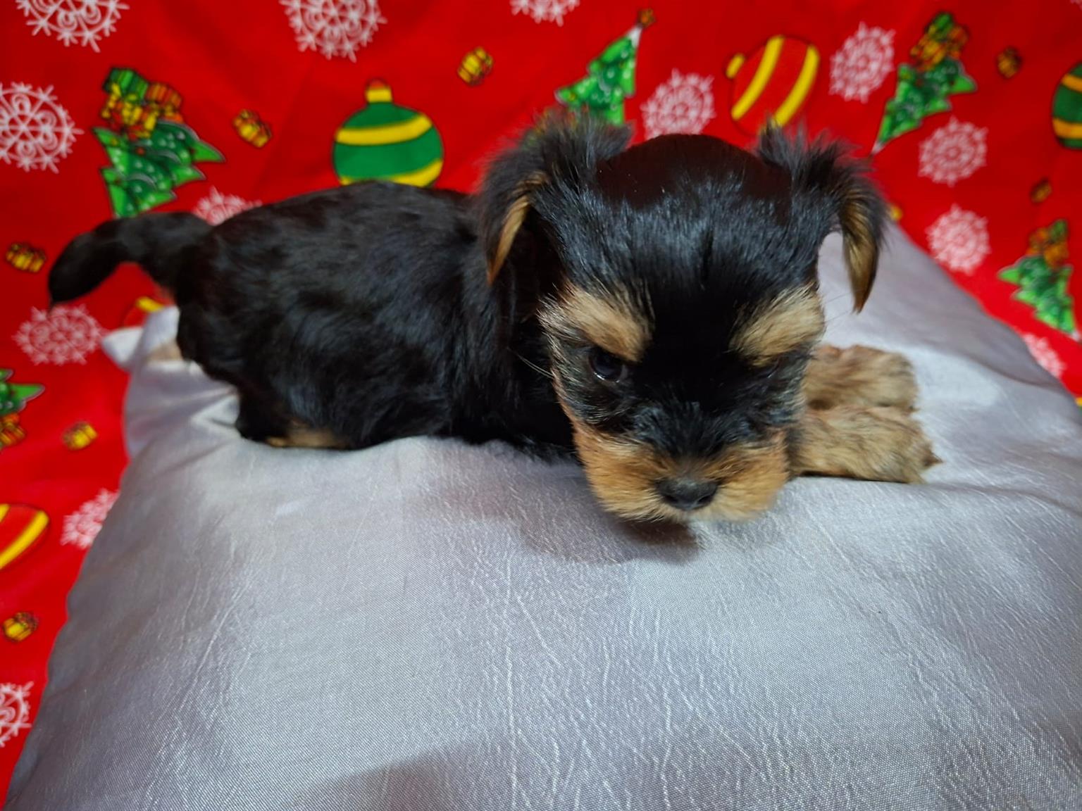 Pure bred Yorkie puppies | Junk Mail Marketplace