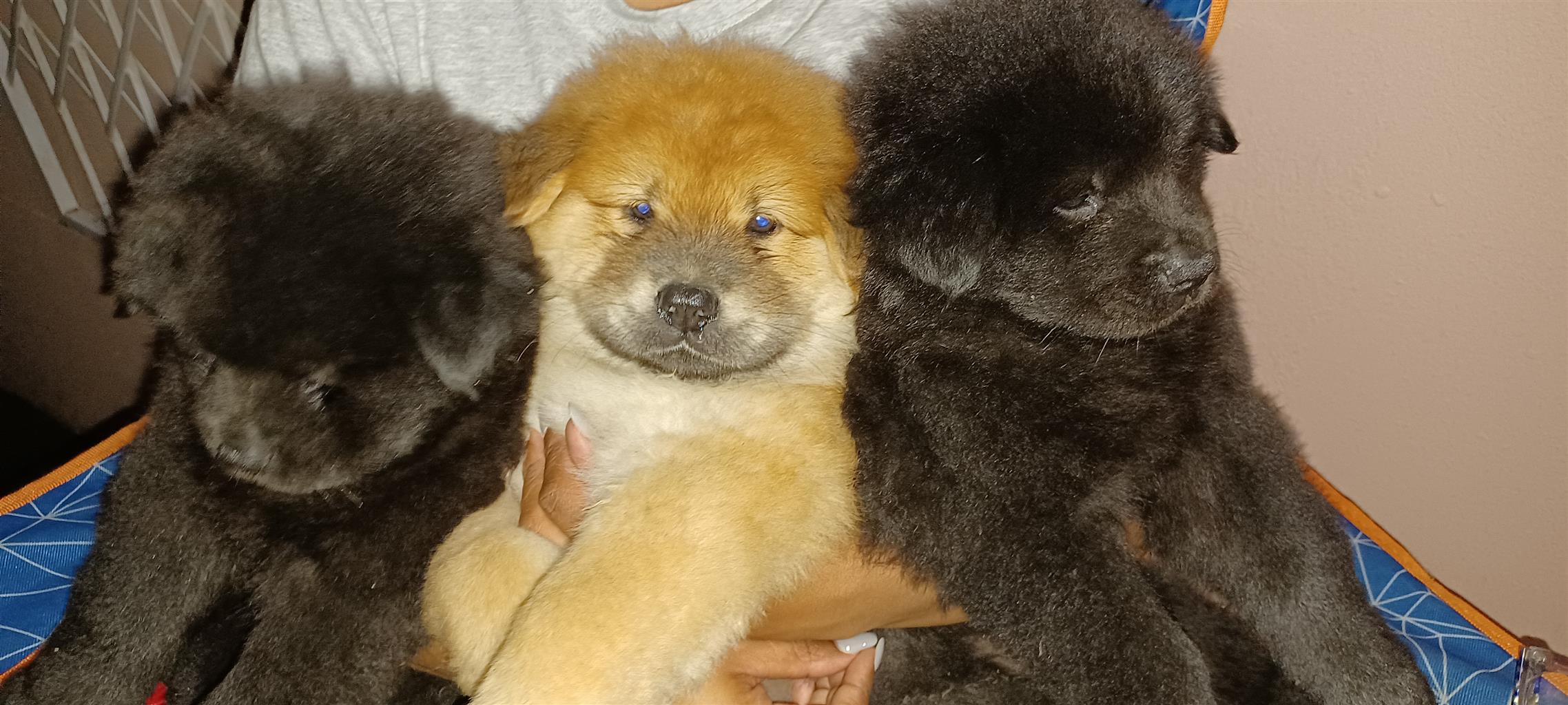 Black chow clearance chow puppy price