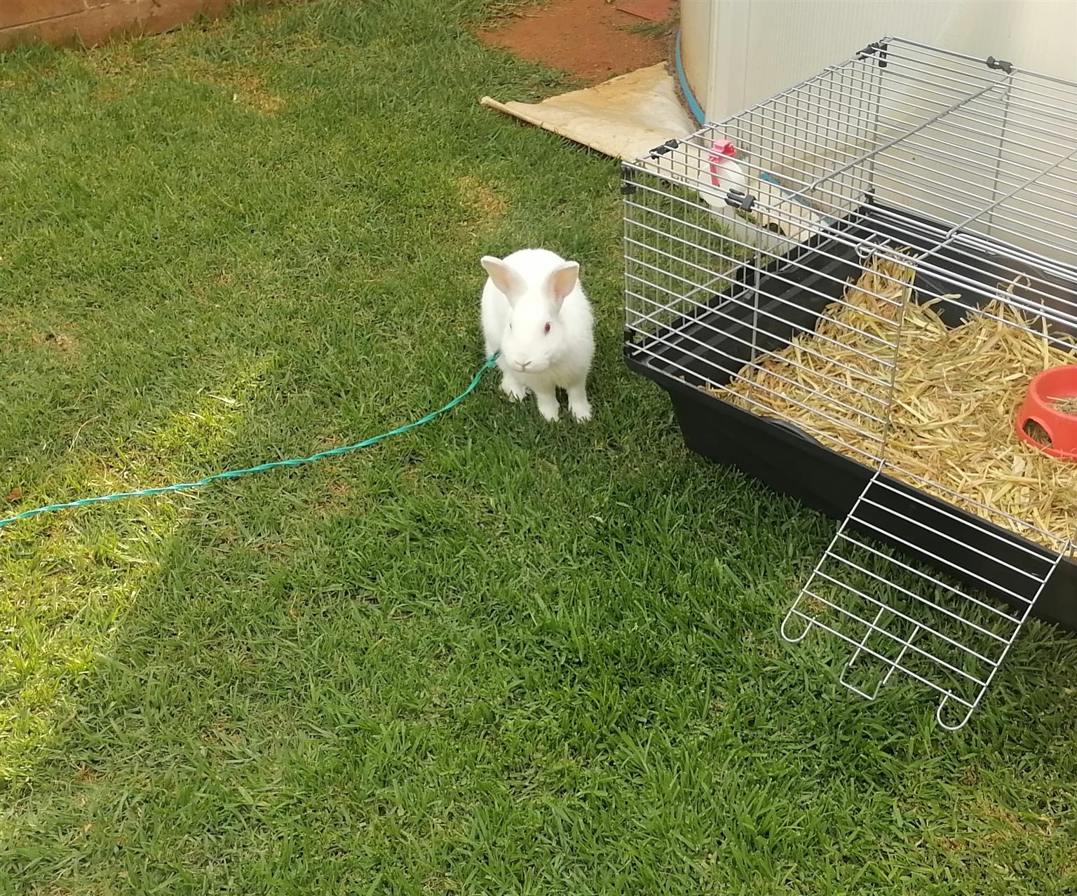 bunny in cage