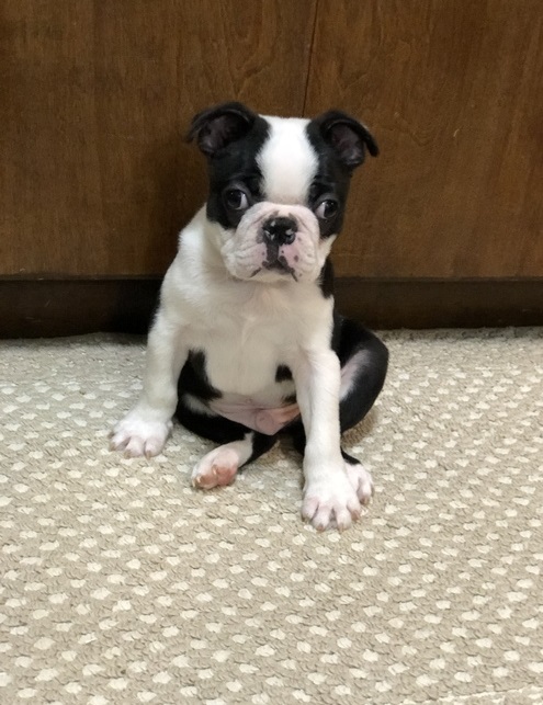 boston terrier puppies for sale junkmail