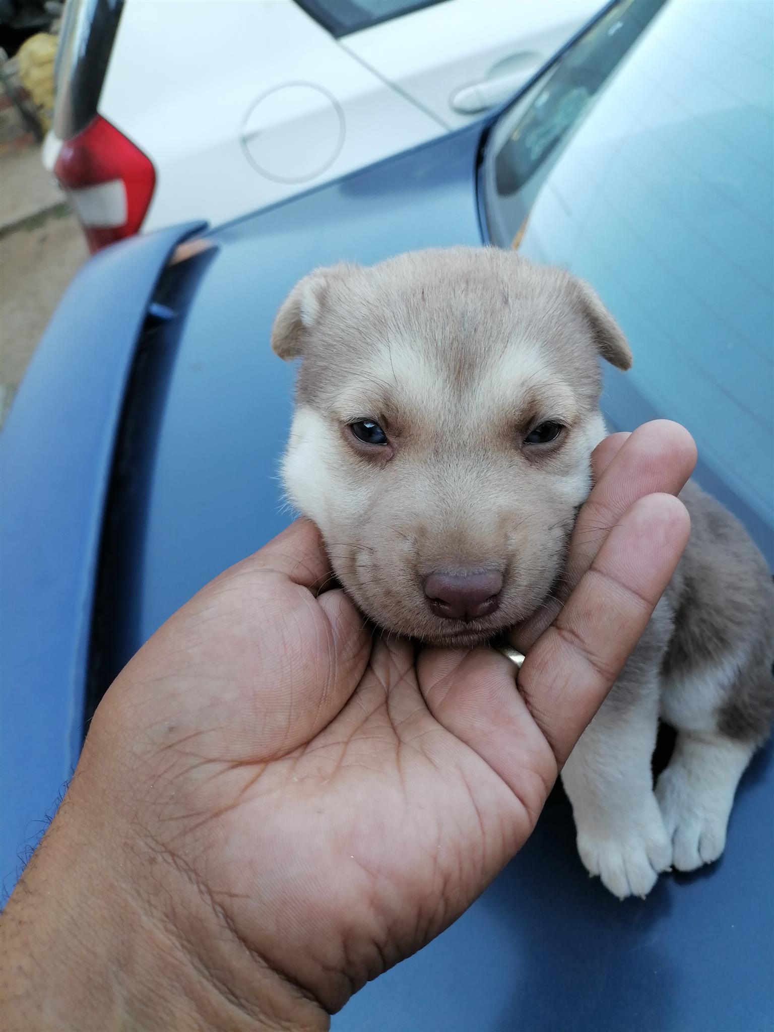 Husky/Alsation/Sherperd puppies | Junk Mail Marketplace