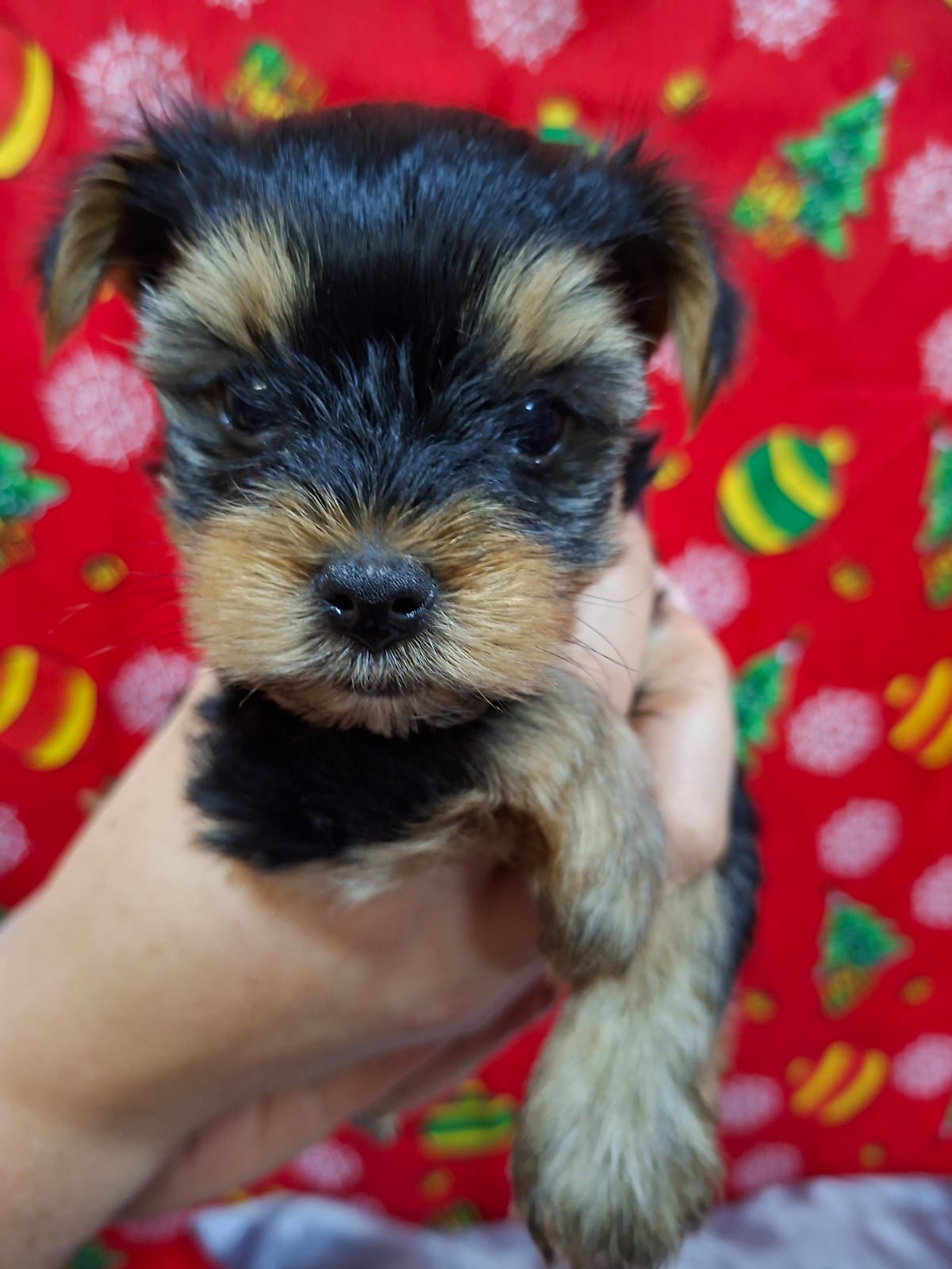 Pure bred Yorkie puppies | Junk Mail Marketplace