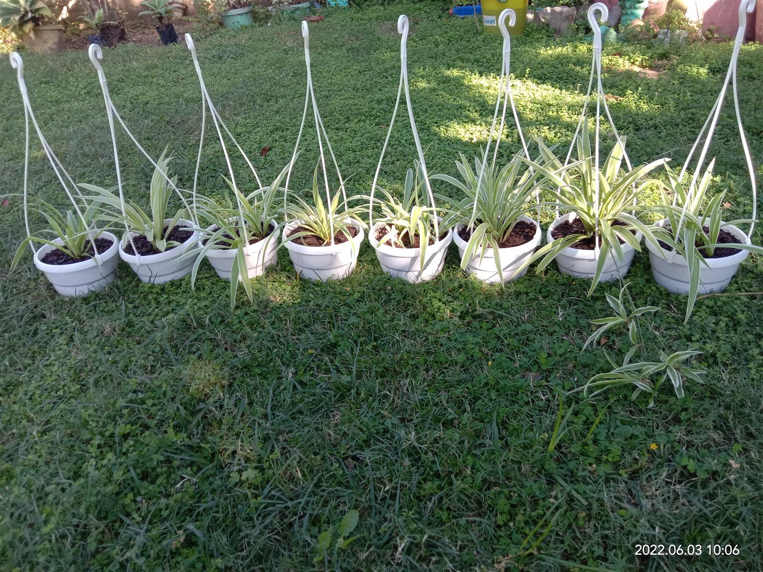 Spider Plants in Hanging Pots.  