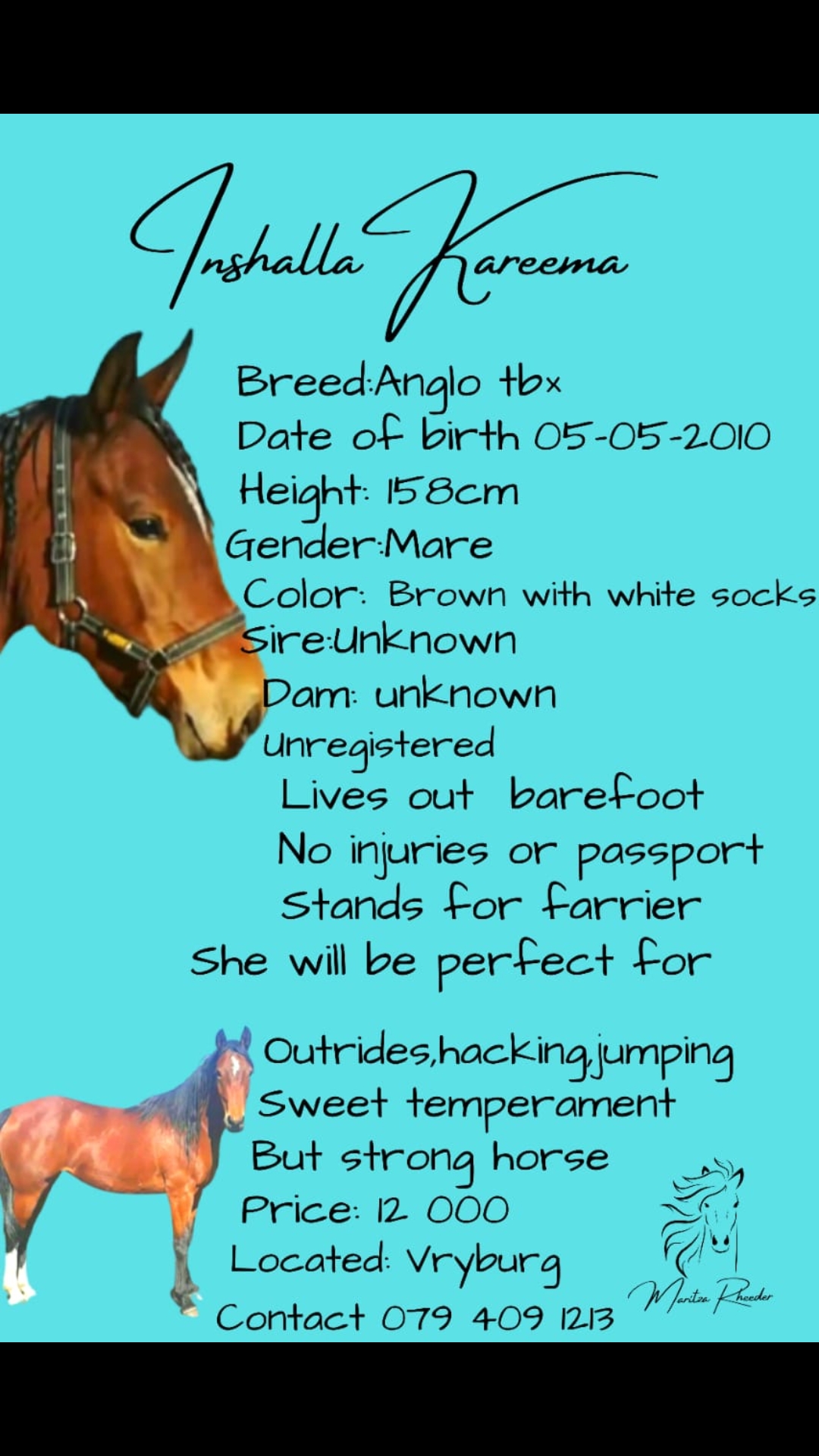 Anglo Arab Mare for sale