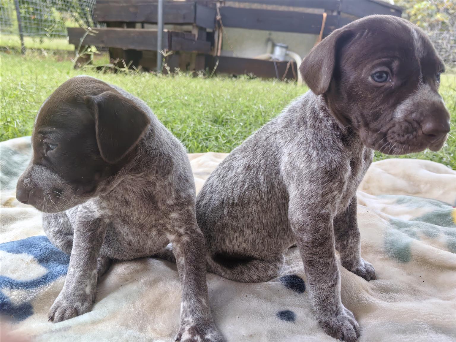 GSP Pups for Sale | Junk Mail Marketplace