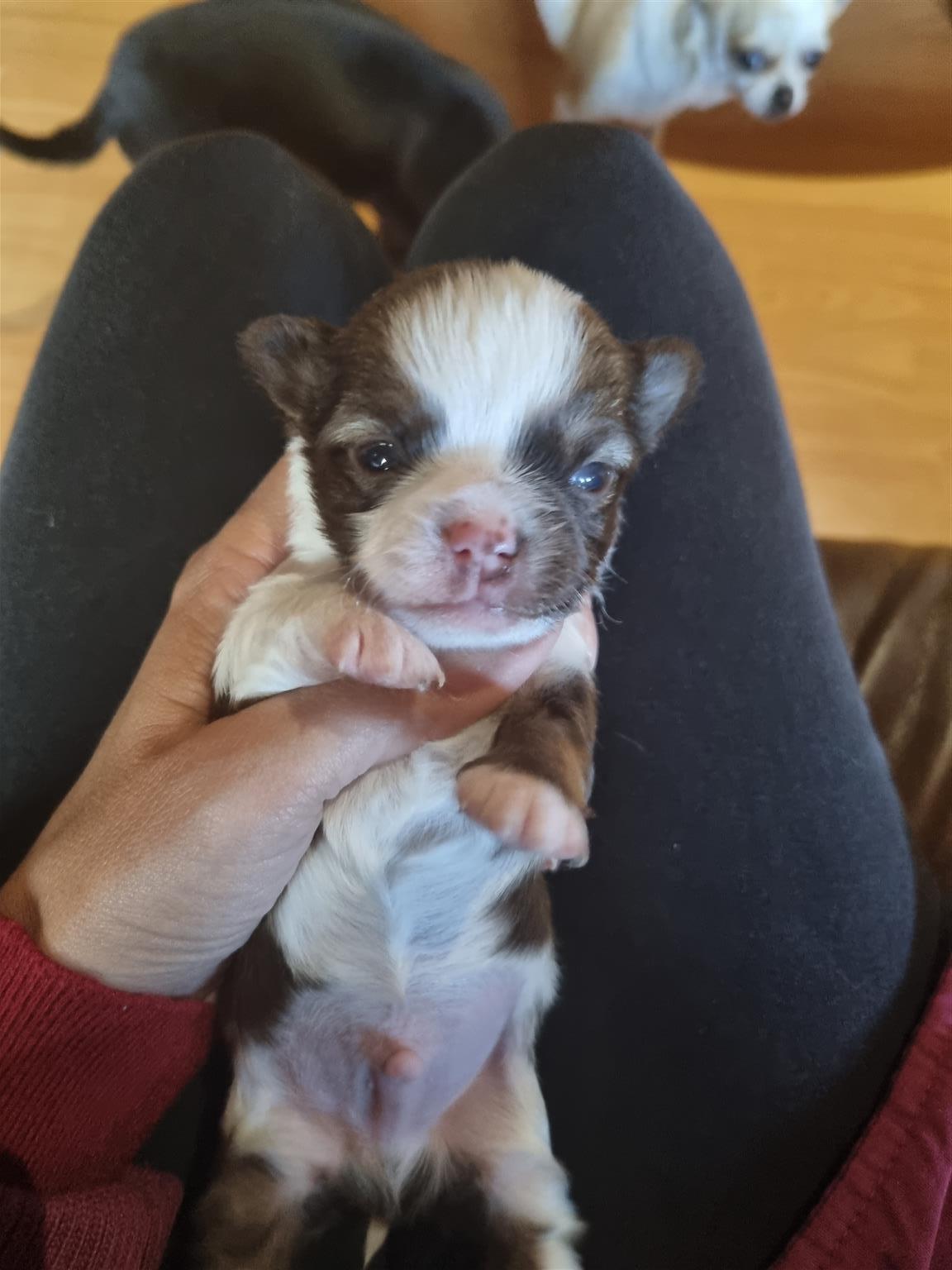 Junkmail chihuahua deals puppies for sale