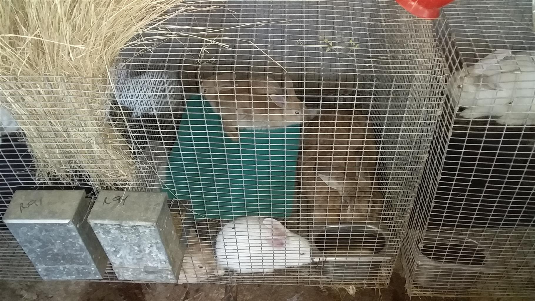 Newzealand  breeding rabbits white and red  