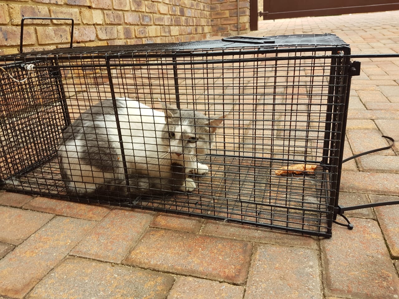 CAT TRAPS FOR SALE | Junk Mail Marketplace