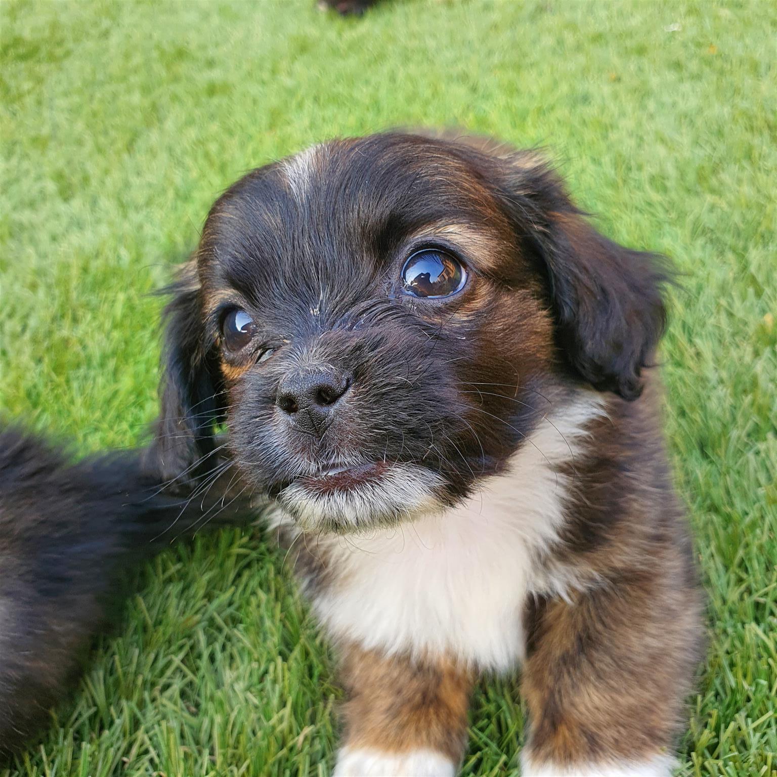 long haired dachshund mix puppies