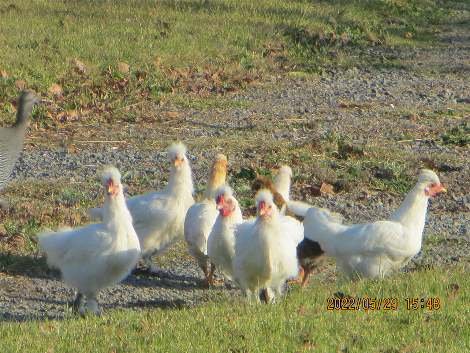 Silkie / Bantam Chickens for sale Junk Mail