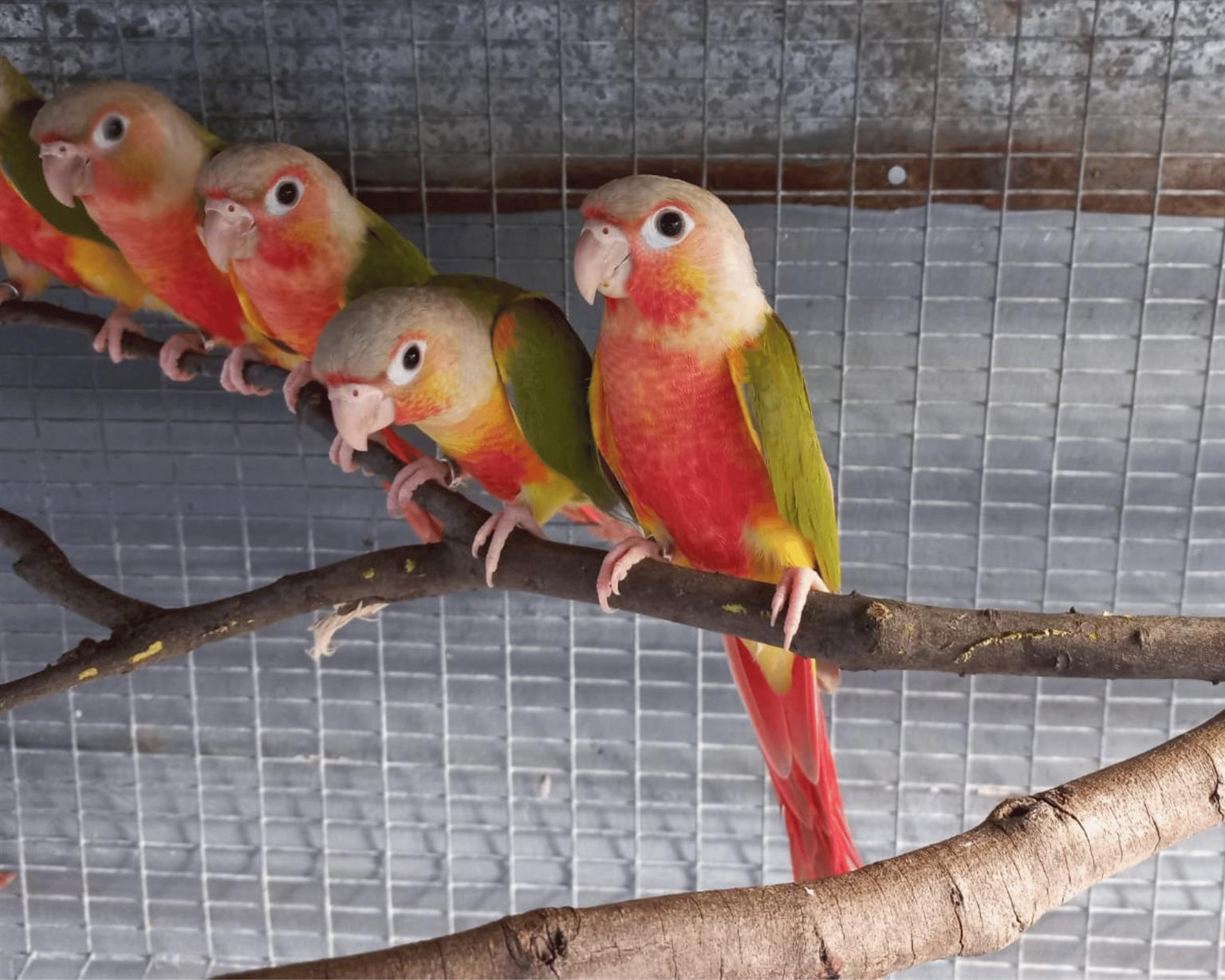 Hand reared Pineapple Conures Tame bird Junk Mail