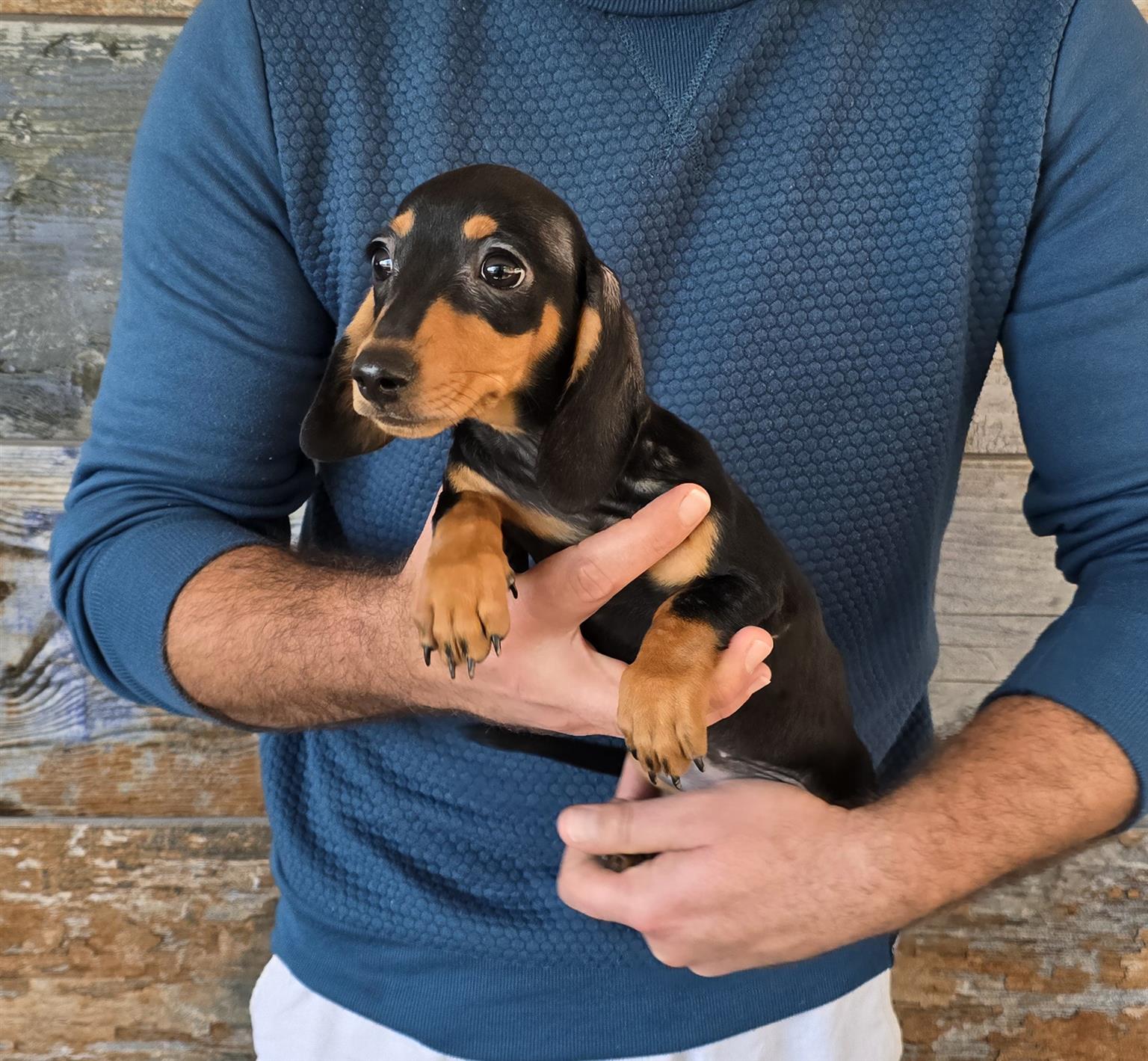 Dachshund/Worshond | Junk Mail Marketplace