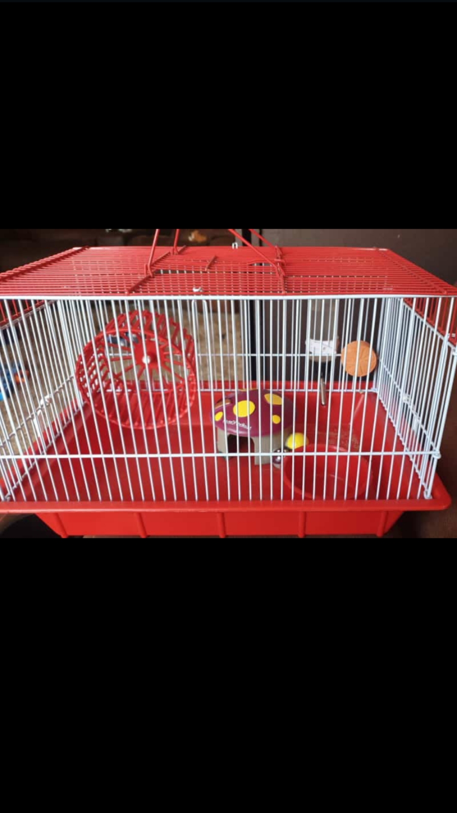 new hamster cage