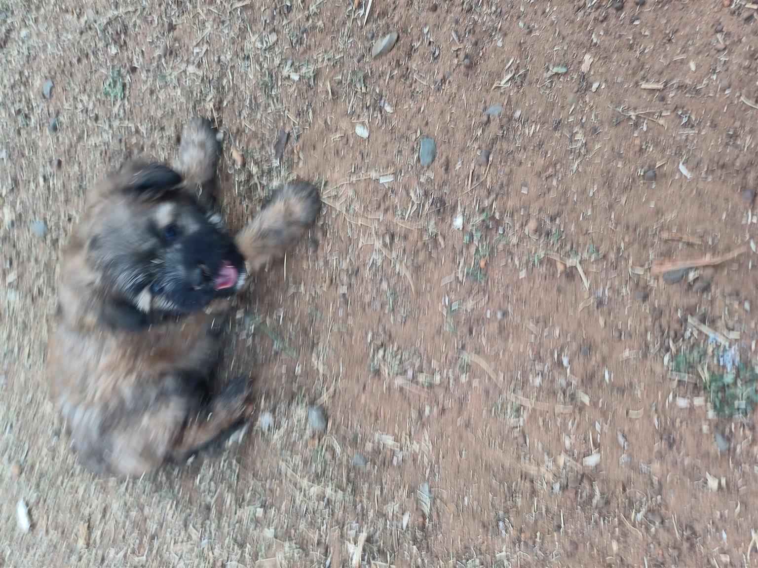 Pekingese x yorkshire terrier puppies for sale. Vaccinated and dewormed