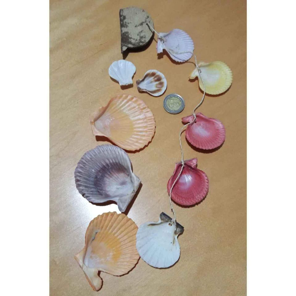 Stained Sea Shells