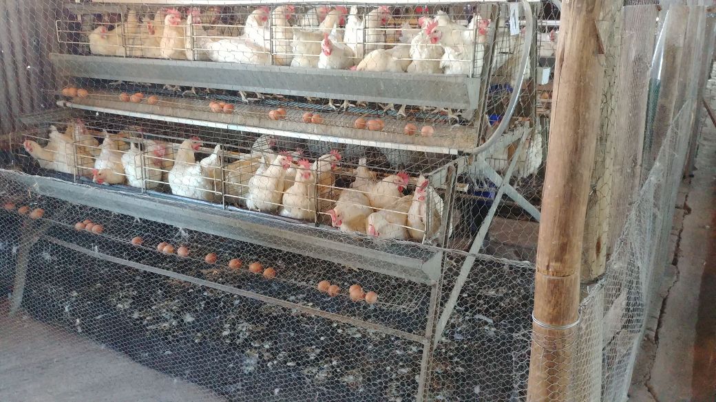 Used Chicken Layer Cages For Sale