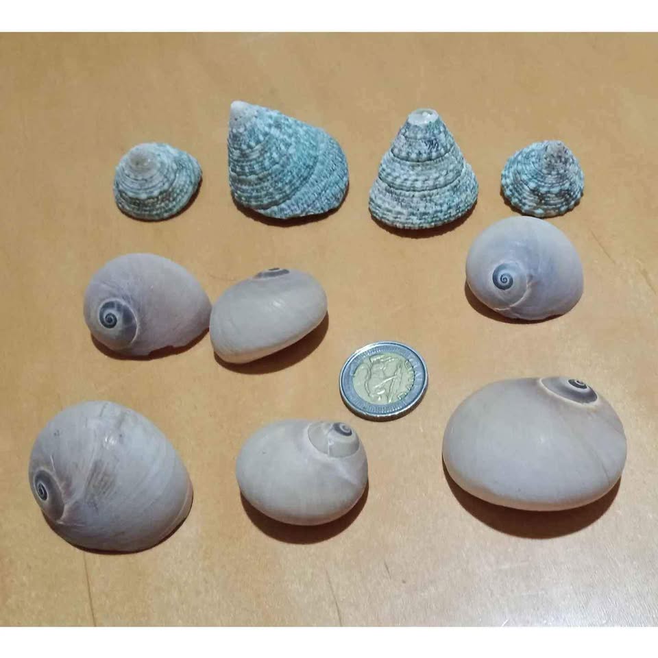 Ten Empty Sea Shells