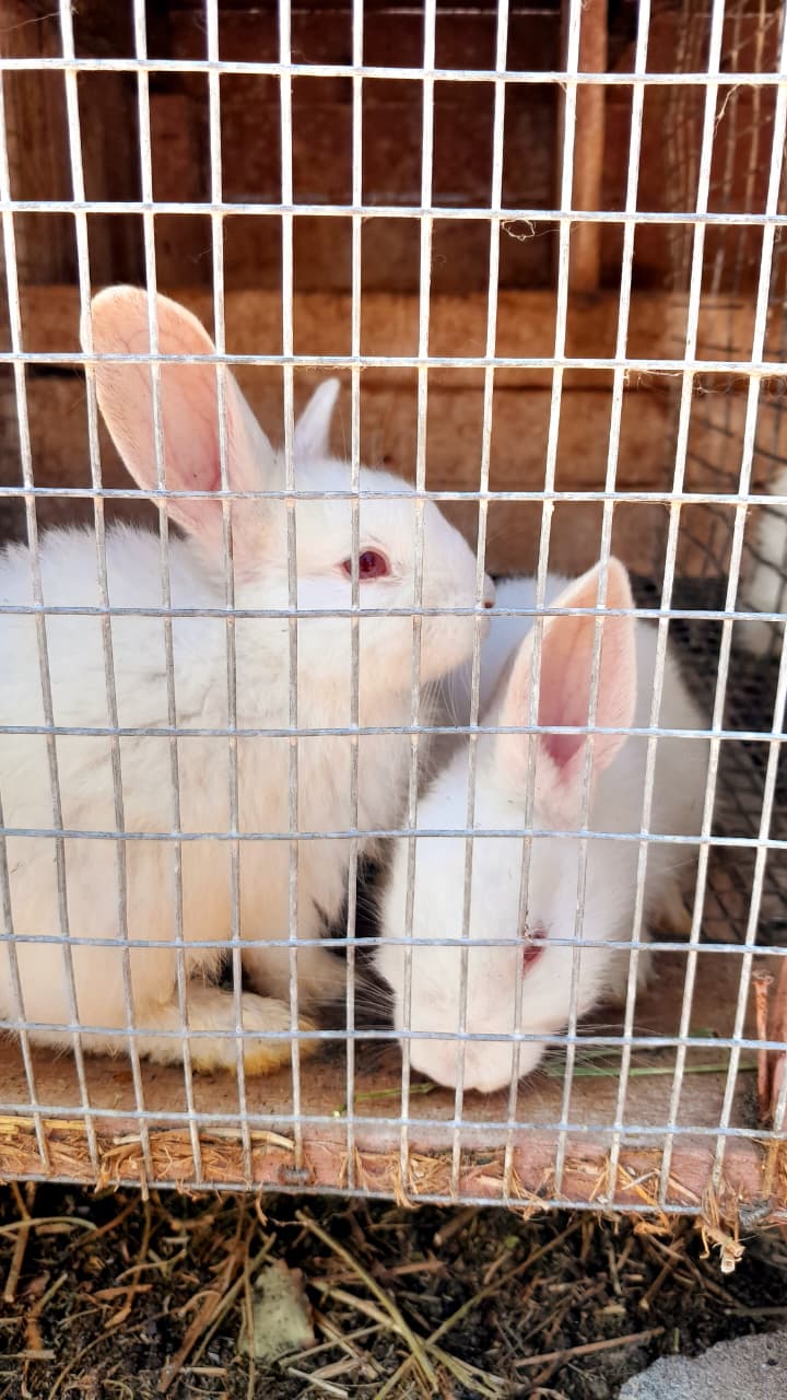 new zeland white rabbits | Junk Mail Marketplace