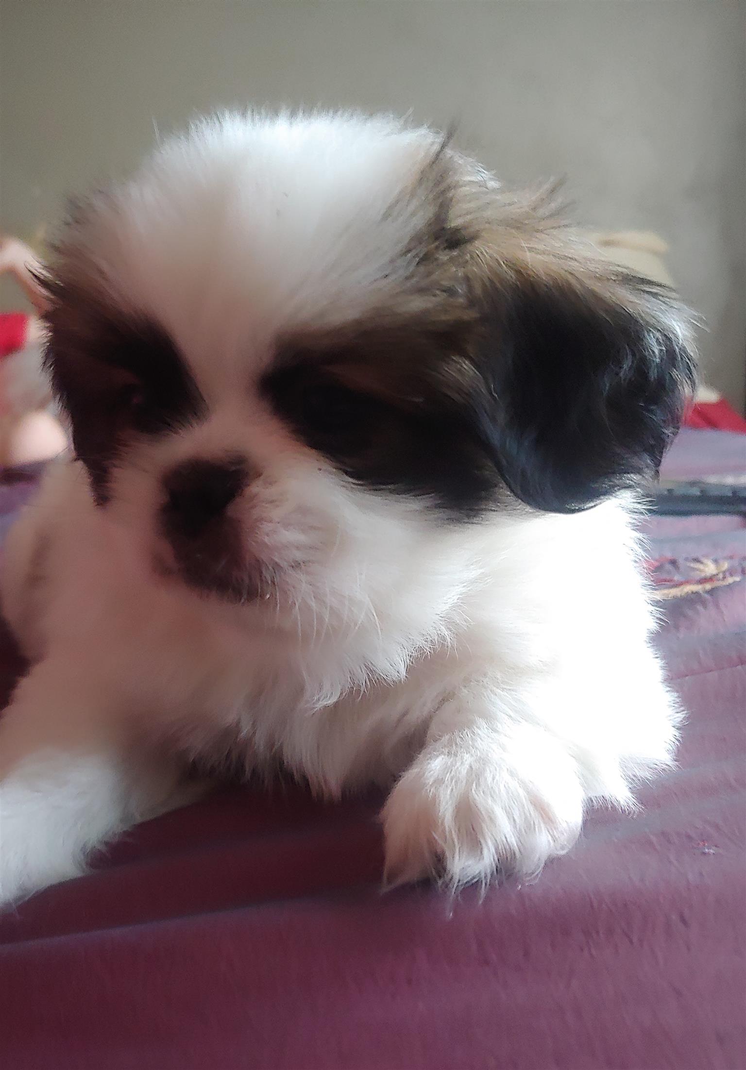 Pekingese puppy for sale 