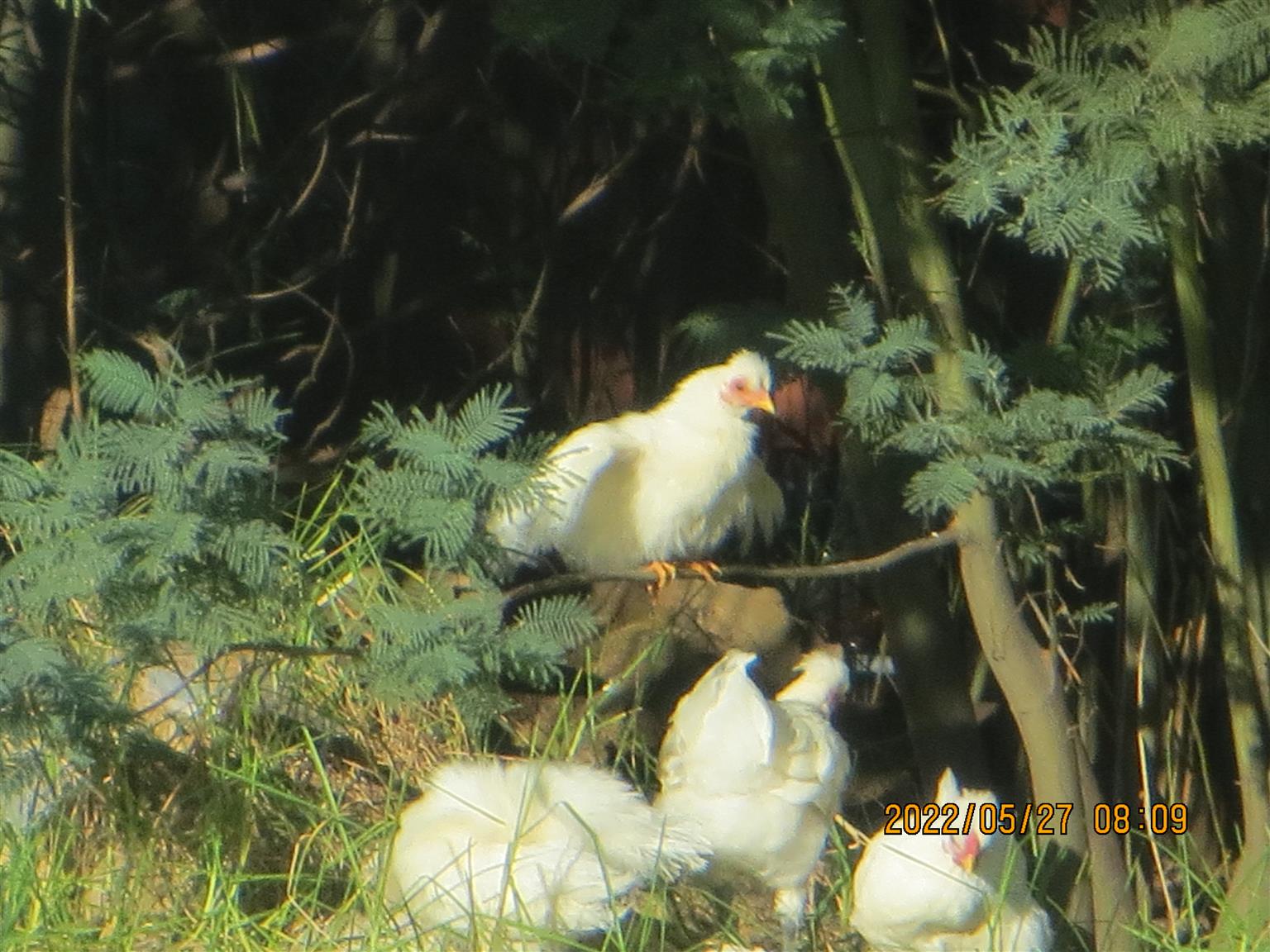 Silkie / Bantam Chickens for sale Junk Mail