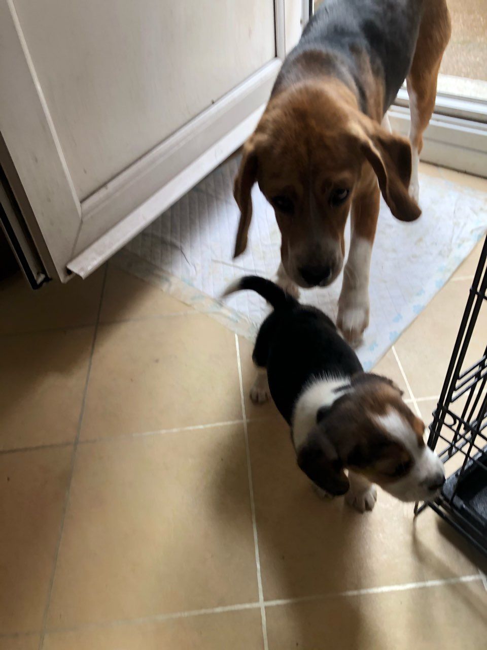 Beagle puppies Junk Mail