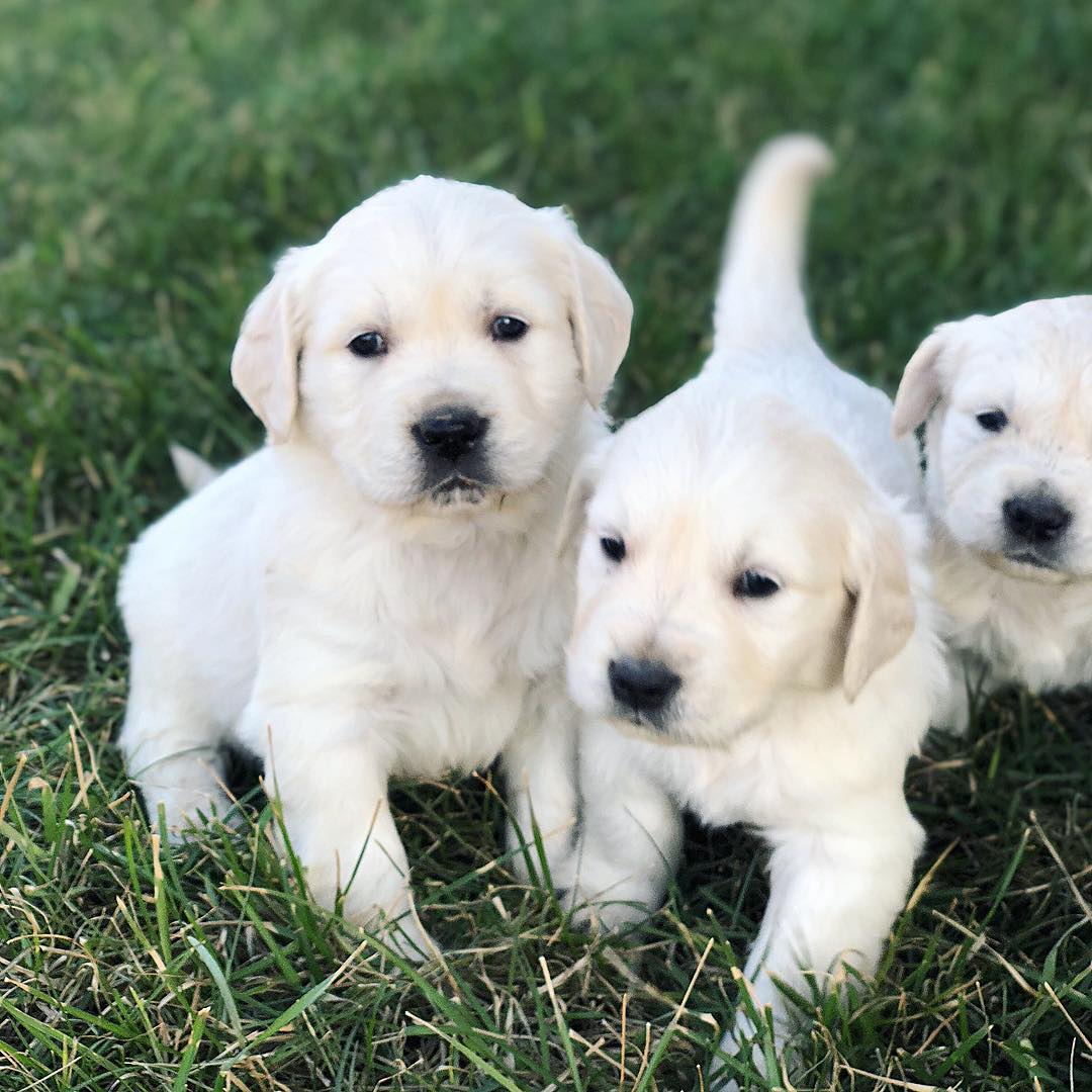 Golden retriever puppies | Junk Mail