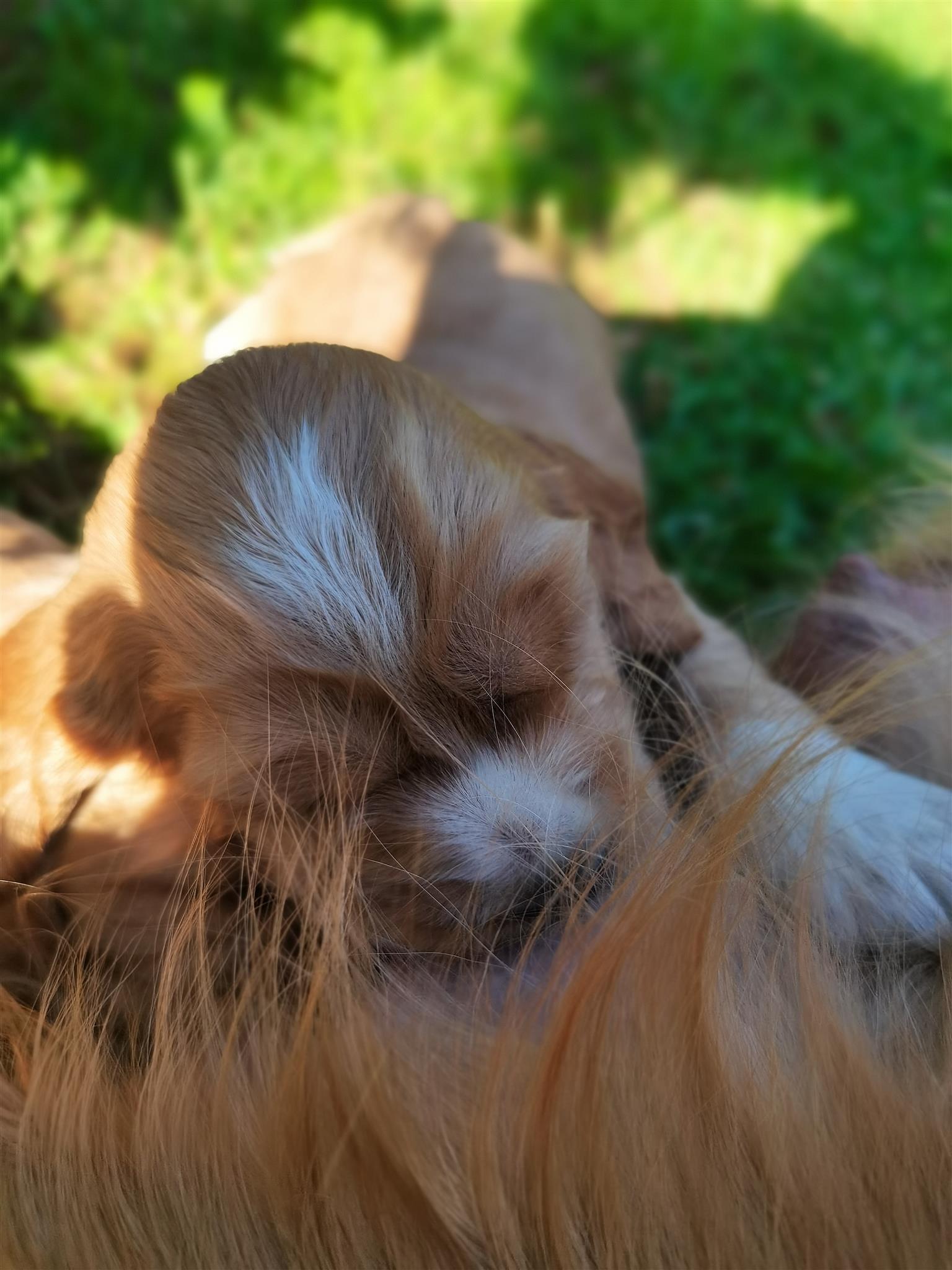 Beautiful Cocker Spaniel Puppy available 