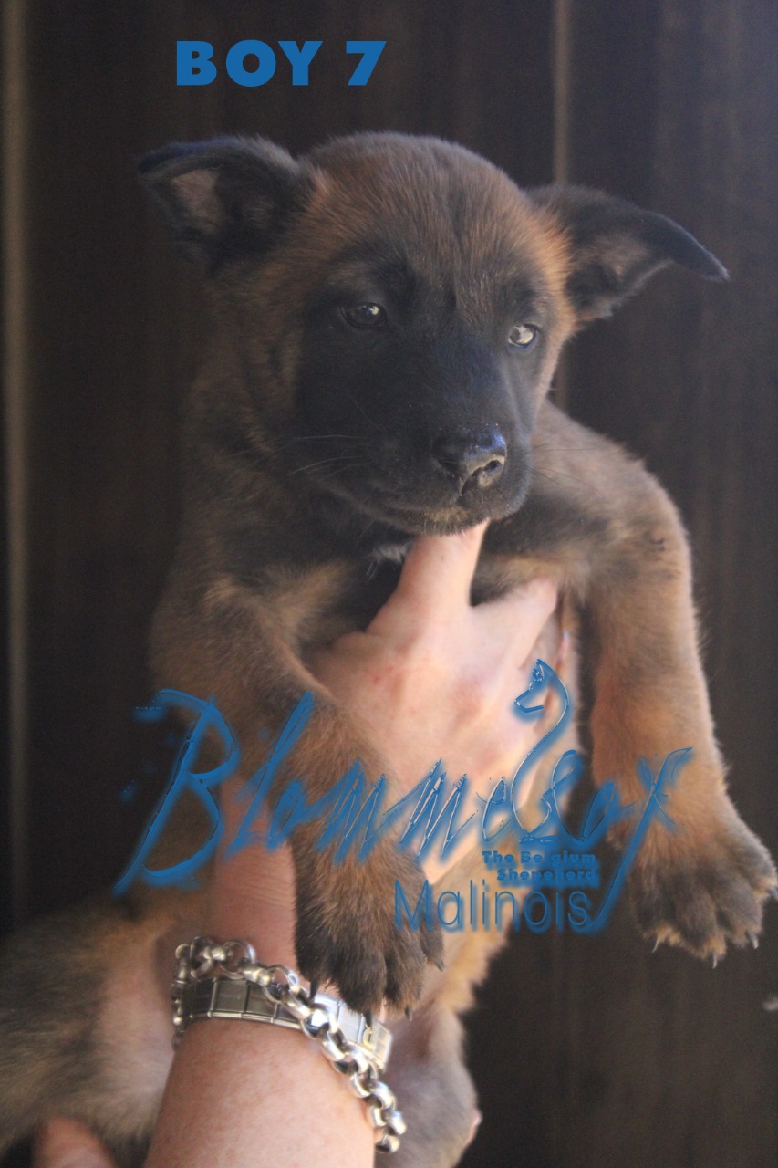 Belgium Shepherd- Malinois Puppies