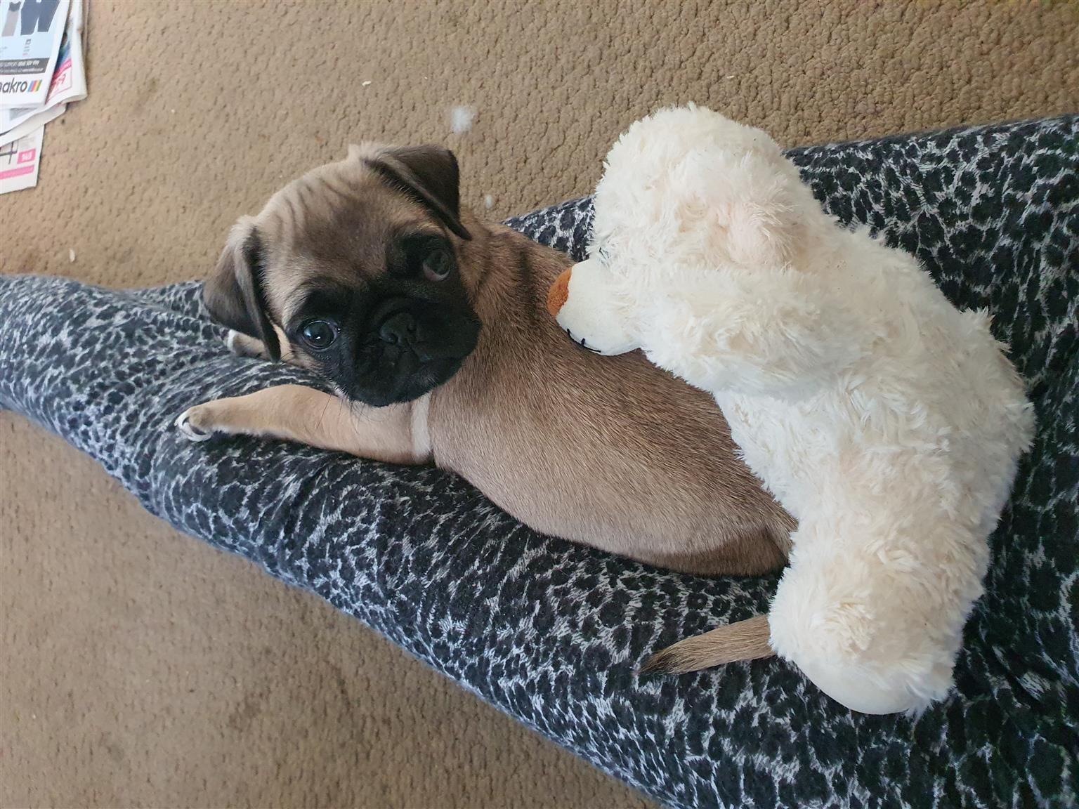 teddy pugs for sale