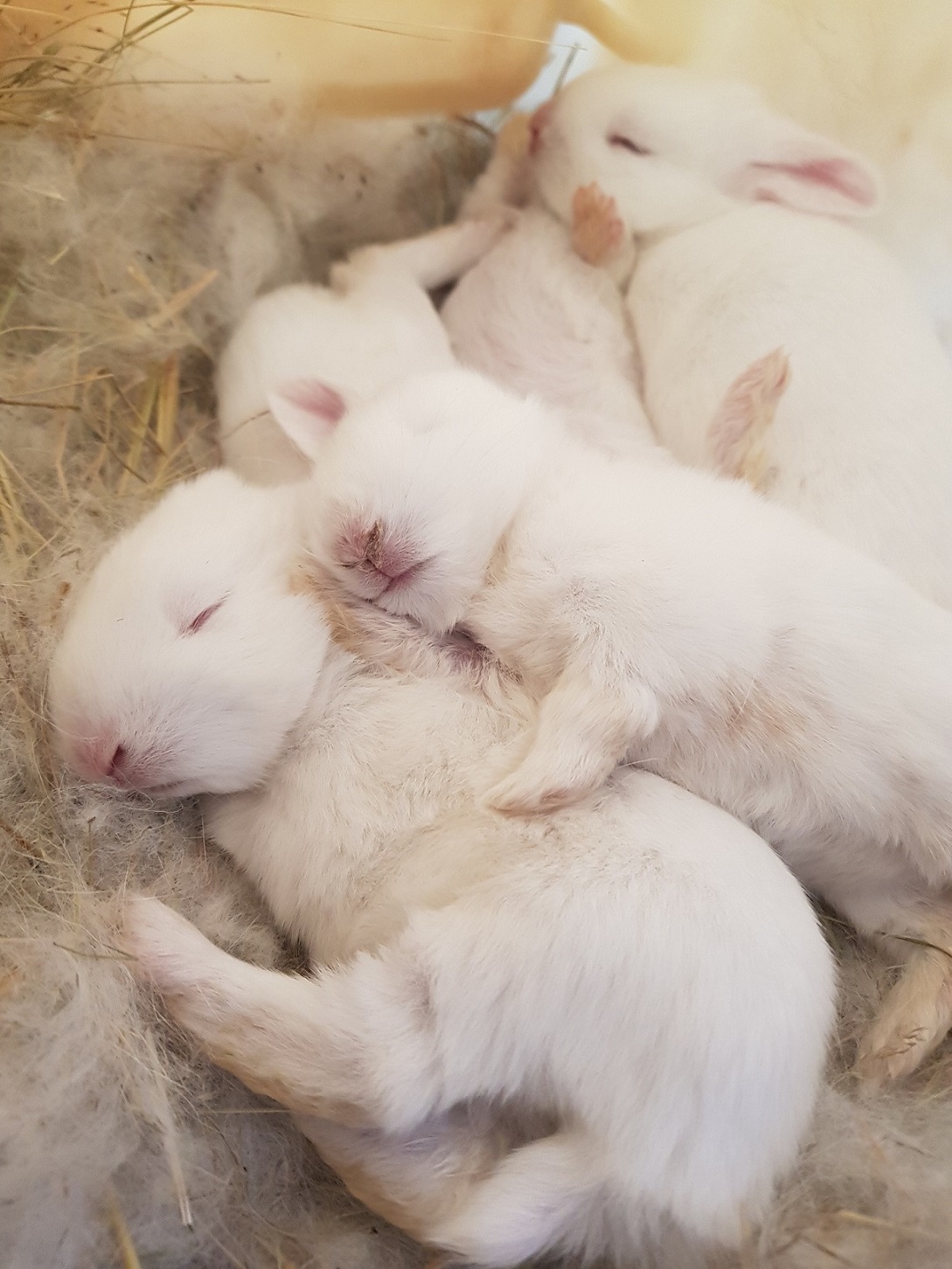 New Zealand White Rabbits - Pure breeding stock.