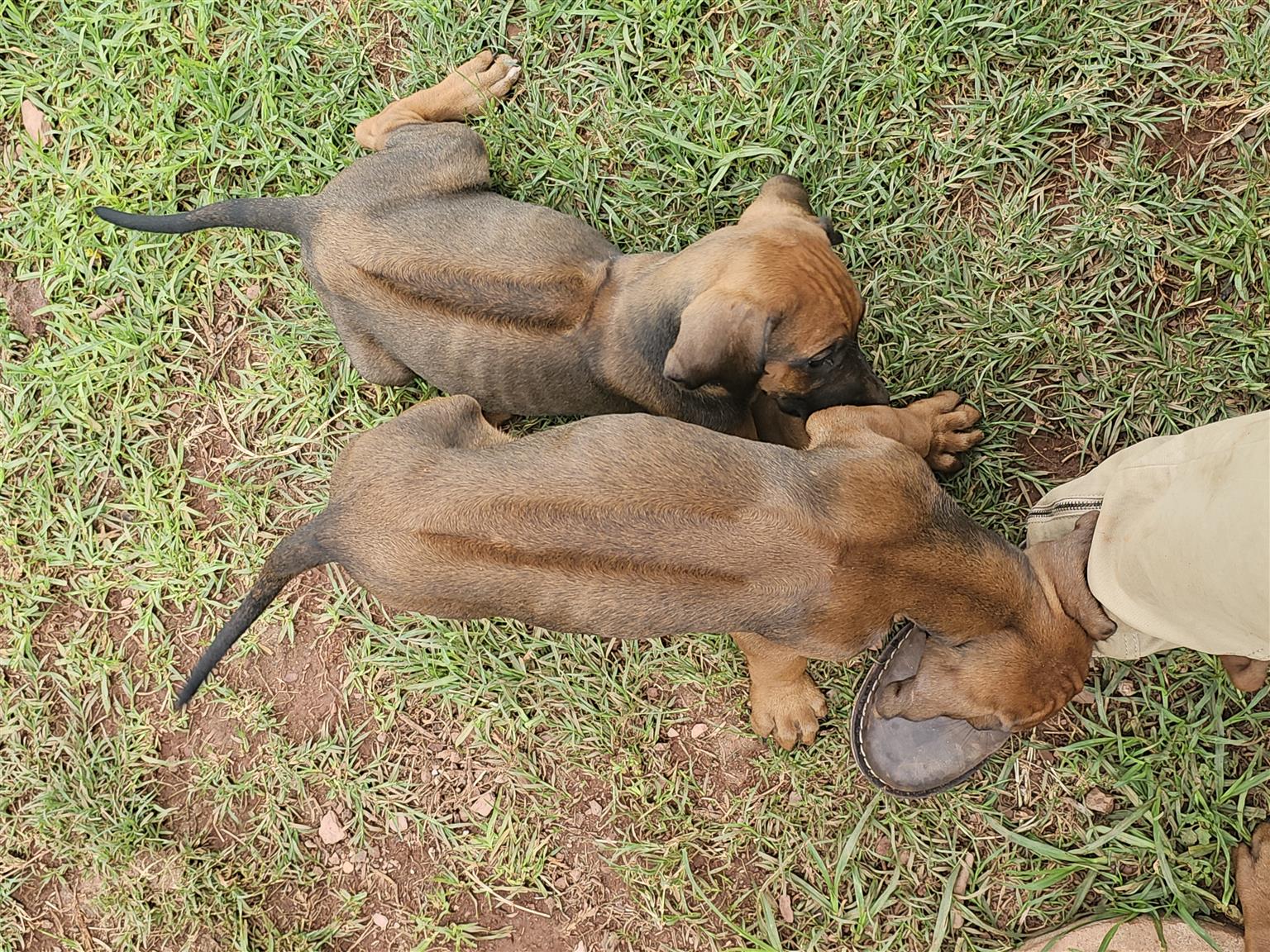Rhodesian Ridgeback purebred puppies | Junk Mail Marketplace