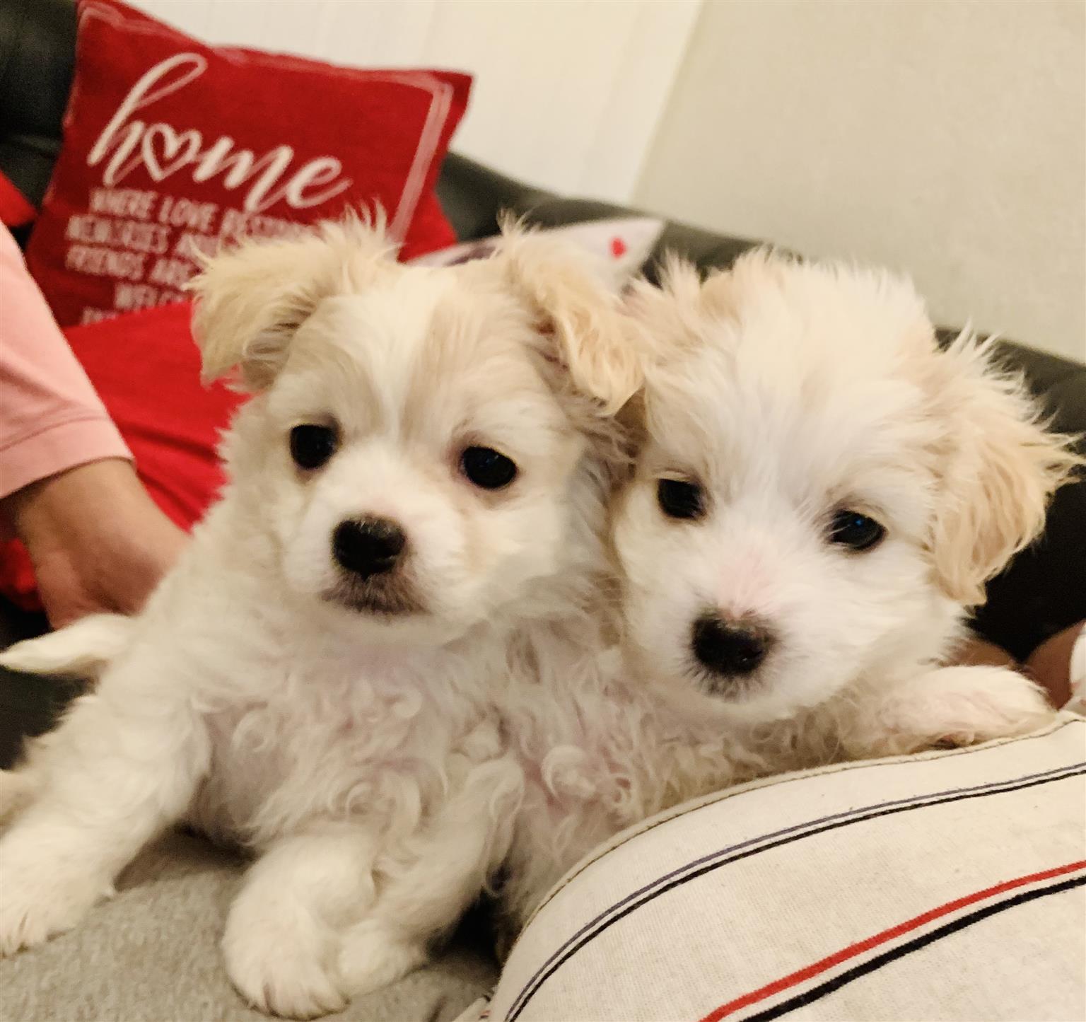 Maltese Pups 